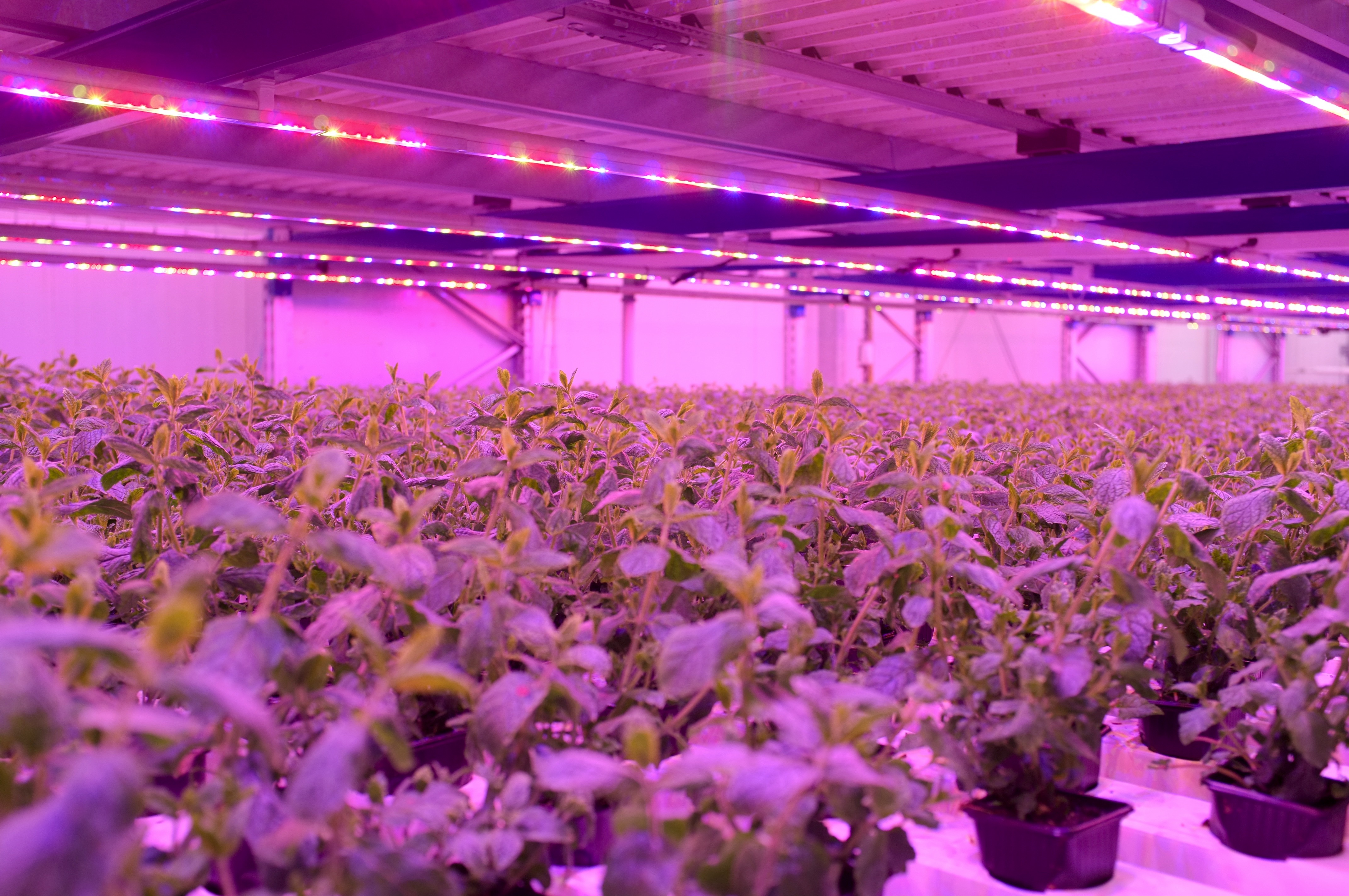 Plant production in acton